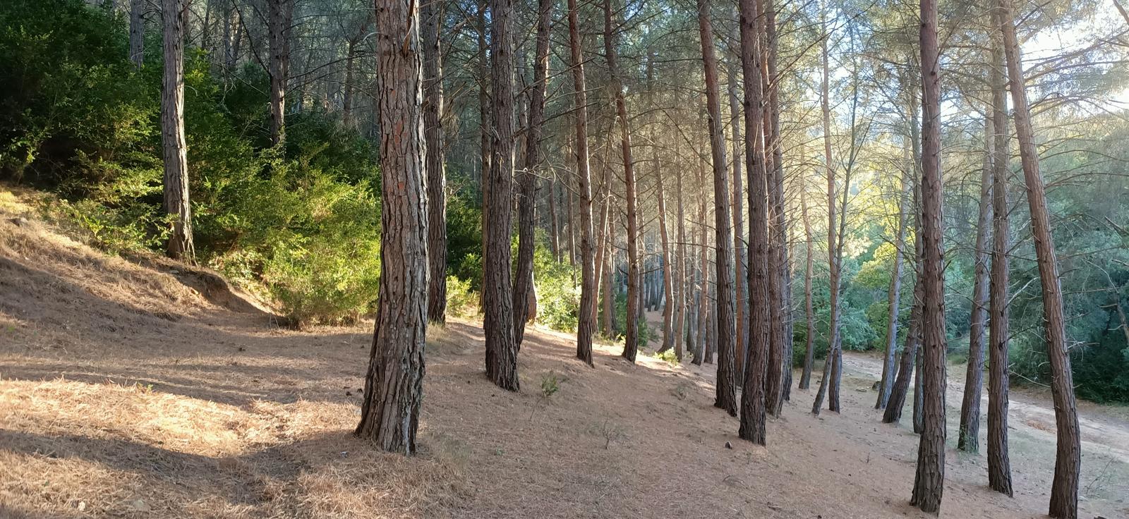 Sendero en la zona de la Balsa de Muniáin de la Solana