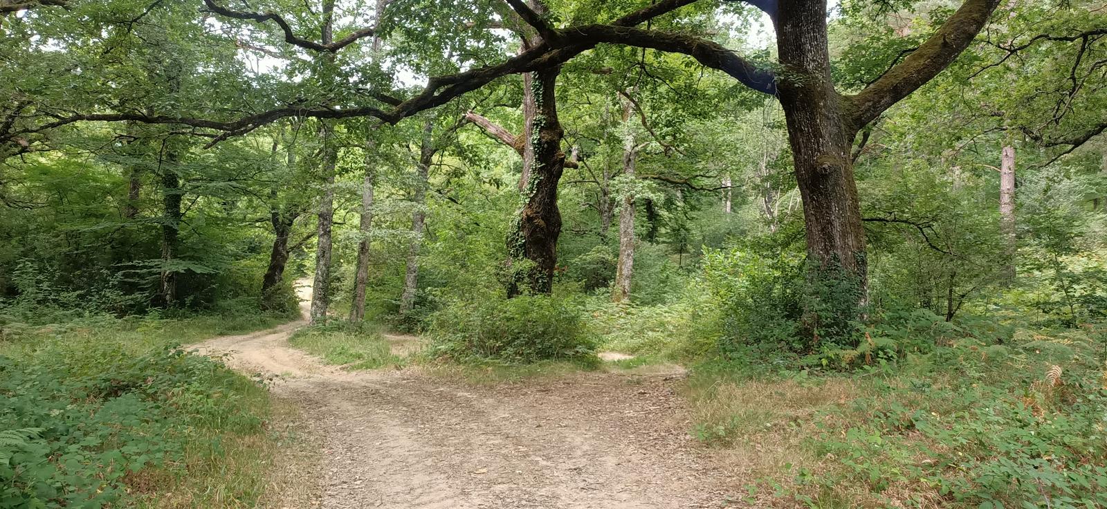 Tramo de hayedos camino de Altsasu