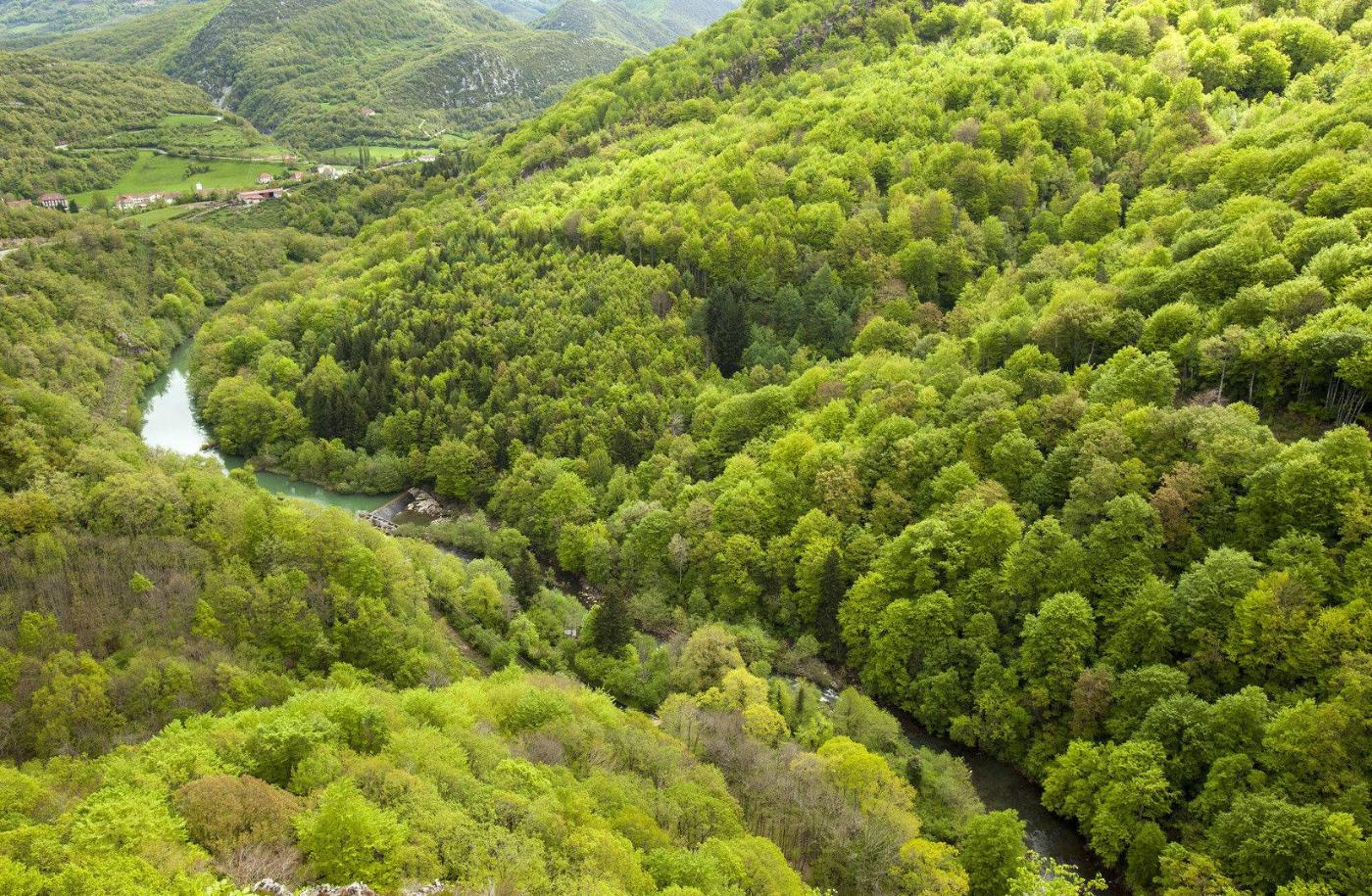 Selva de Irati. Foto: Turismo Navarra