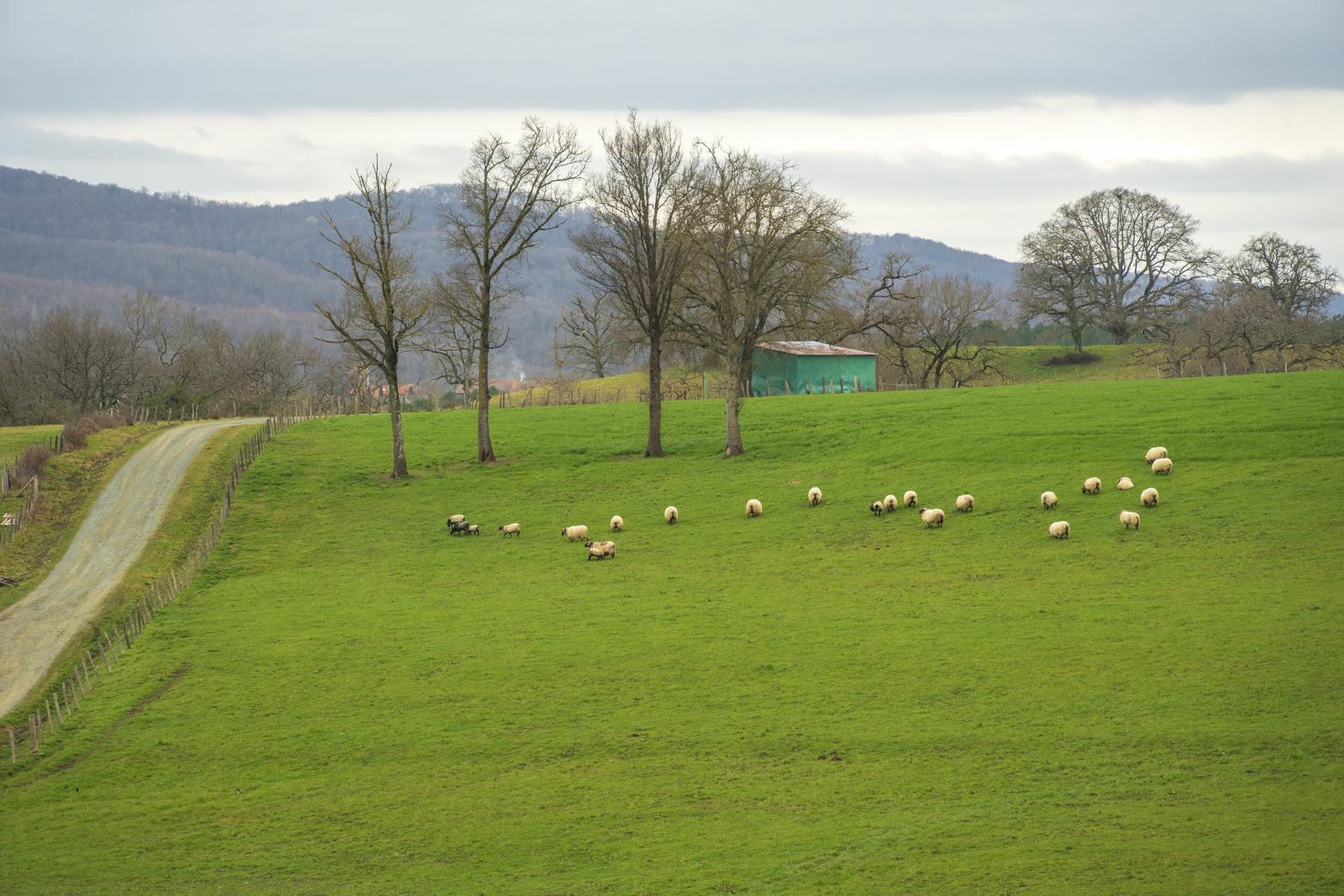 Vista campo verde y ovejas en la ruta en bicicleta por la comarca de pamplona y pirineos